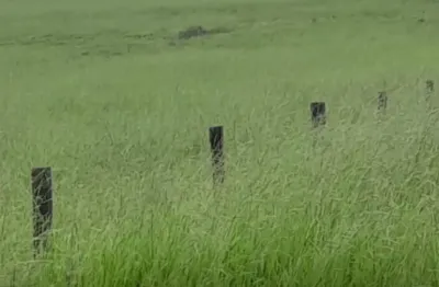 Fazenda de 284 hectares.  25 km da br.  pecuária. camapua....