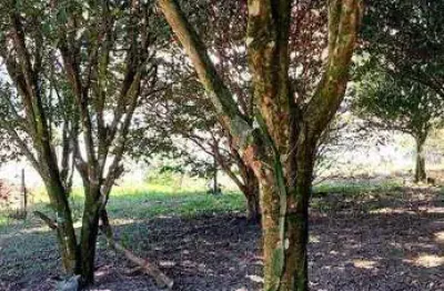 Chácara com 3 dormitórios à venda, 2000 m² por r$ 1.000.000,00 - jardim da represa - são bernardo do campo/sp