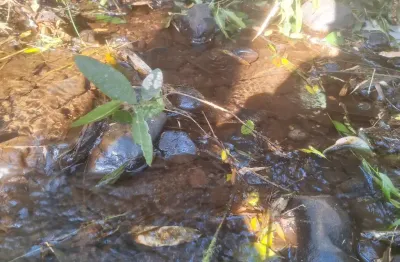 Chácara  1 km da estrada da ribeira,  na embrapa,  colombo