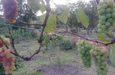 Vendo chácara em Cerro Azul, com casa, arvoredos produzindo