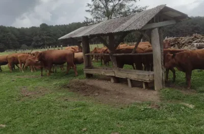Chácara / sítio à venda na rodovia do xisto, 476, passa dois, lapa, 145200 m2 por r$ 3.500.000