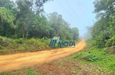 Ótima área a venda campo largo com 11,8 alqueires com nascentes e córrego que passa pela área, estradas interna,