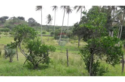 Chacara á venda com 40 hectares em maciba. excelente localizaçâo.