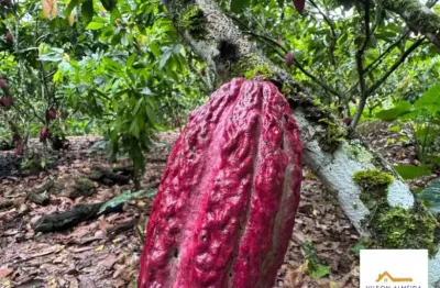Chácara / sítio com 4 quartos à venda na Uruçuca, Ba, 2, Serra Grande, Uruçuca