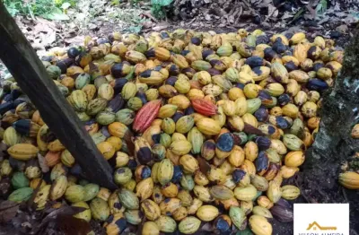 Chácara / sítio com 4 quartos à venda na Zona Rural Ubata, 5, Zona Rural, Ubatã