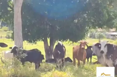 Chácara / sítio com 3 quartos à venda na Zona Rural Ubatã, 6, Zona Rural, Ubatã