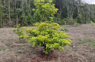 Terreno à venda na Loteamento Alto Morumbis - Paulista - Pe, 1234, Paratibe, Paulista