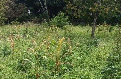 Comercial à venda em rua pública, pref. antônio lins de souza , rio largo, al