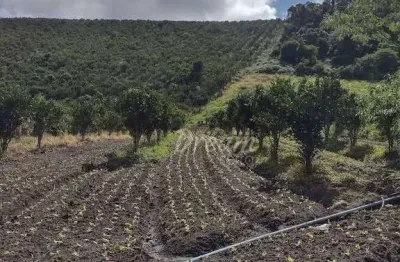 Sítio com 1 dormitório à venda, 45000 m² por r$ 550.000,00 - granja mafra - teresópolis/rj