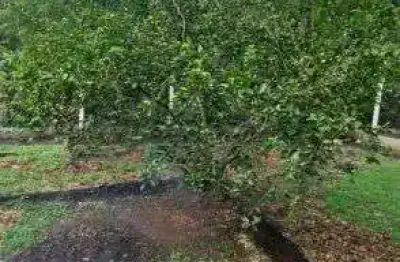 Chácara / sítio com 3 quartos à venda na Stéfano Bianchi, 1000, Zona Rural, Serra Azul