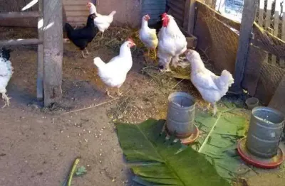 Chácara / sítio com 4 quartos à venda na Rua Brás Ferreira da Silva, Vila Aparecida, São Paulo