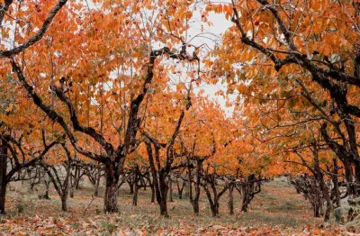 Terreno à venda no bairro mato queimado com 800 m² de área privativa