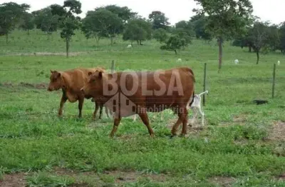 Fazenda à venda na Zona Rural, Avaí 