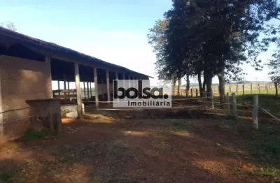 Haras magnifico especializado na cria de quarto de milha para provas de laço e tambor.