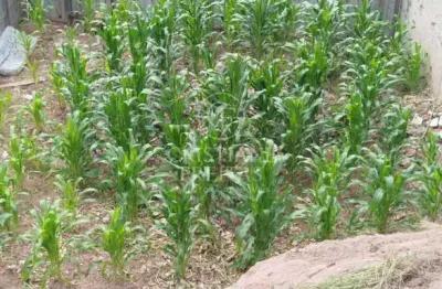 Terreno à venda na Rua João de Almeida, Centro, Diadema