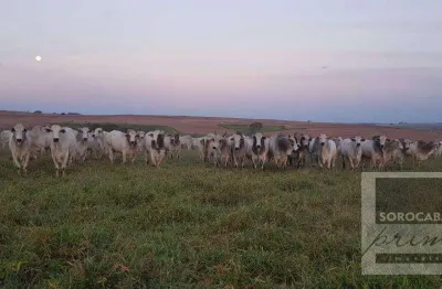 Fazenda à venda, 26136000 m² por r$ 165.000.000,00 - centro - pompéia/sp
