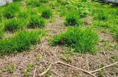 Terreno à venda, 250 m² por r$ 260.000,00 - jardim modelo - suzano/sp