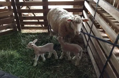 Chácara / sítio com 3 quartos à venda na Beco Do Sossego, 2265, Espigão, Viamão