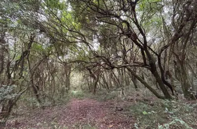 Chácara / sítio à venda na Estrada Do Vanderli, s/n, Águas Claras, Viamão