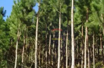 Chácara á venda em araçoiaba/sp- 26.000m² - reflorestamento de pinheiro (pimus eliotis) e eucaliptos