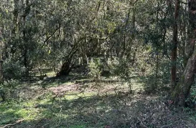 Chácara / sítio com 2 quartos à venda na Vila Seca, Caxias do Sul 