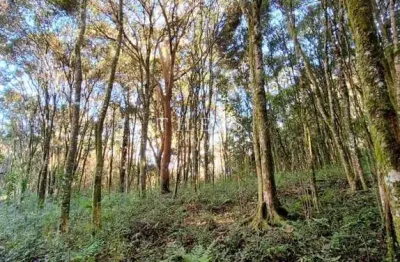 Terreno à venda na Zona Rural, Farroupilha 