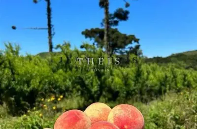 Chácara / sítio com 1 quarto à venda no Centro, Caxias do Sul 