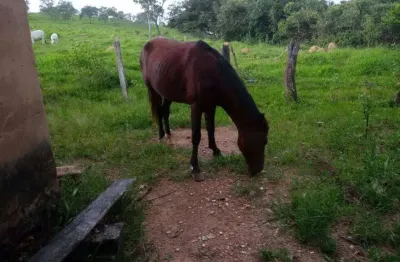 Chácara / sítio com 2 quartos à venda na Avenida Central, Jardim Nova Esperança, Goiânia