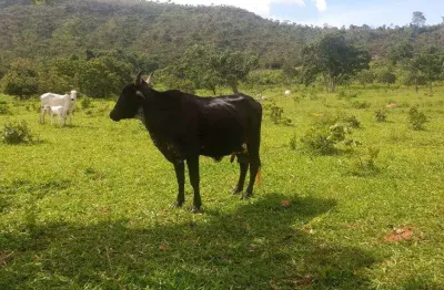 Chácara / sítio à venda na Avenida Central, Jardim Nova Esperança, Goiânia