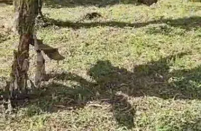 Terreno à venda na figueira (pé da serra), ubatuba , 300 m2 por r$ 90.000