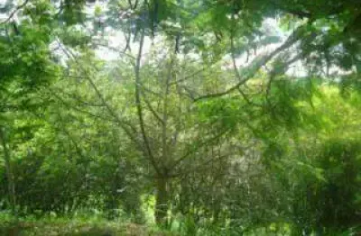 Terreno em condomínio fechado à venda na rua cataldo bove, s/n, colinas do ermitage (sousas), campinas por r$ 530.000