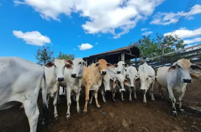 Fazenda com 2 salas à venda na Estrada Araruama, KM 13, São Vicente de Paula, Araruama