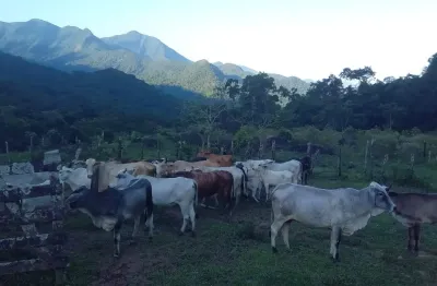 Fazenda à venda na Estrada Do Taquari, 1520, Areal do Taquari, Paraty