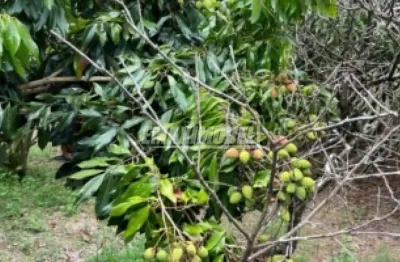 Chácara / sítio com 4 quartos à venda na Rodovia Raposo Tavares, Rua Antônio Duarte, Centro, Araçoiaba da Serra