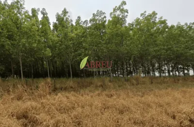 Sítio com seringueira à venda, 1 alqueire por r$ 400.000,00 – zona rural – cosmorama/sp