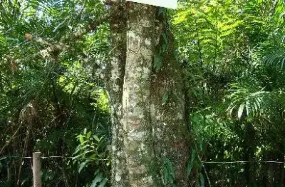Terreno à venda na Rua José Luiz Alves, Centro, Mongaguá