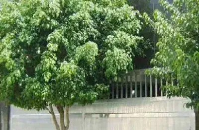 Casa com 3 quartos à venda na Rua da Esperança, Vila Gustavo, São Paulo