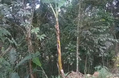 Terreno à venda na Rua 6, Serra da Cantareira, São Paulo