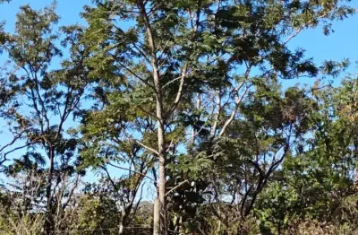 Chácara terreno plano1000 metros morada nova,  uberlandia
