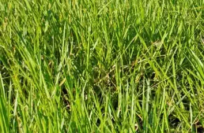 Terreno zona sul vigilato pereira uberlandia, oportunidade