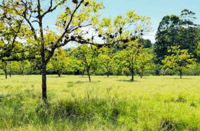 Lindo Sítio de 2 Hectares em Itapuã / Viamão   Excelente oportunidade para quem busca tranquilidade, natureza e qualidade de vida!