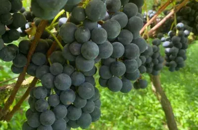 Chácara com plantação de vinhedo e café a venda em mandirituba .