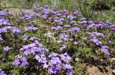Chácara / sítio à venda na Linha Rincão Das Flores, 3700, Zona Rural, Caxias do Sul por R$ 585.000