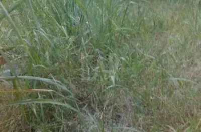 Lote - terreno à venda, santa rosa - belo horizonte/mg