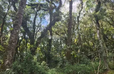 Terreno em condomínio fechado à venda na josé pedro piva, 880, bosque sinoserra, canela, 782 m2 por r$ 780.000