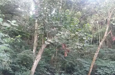 Terreno à venda na Rua Coronel Agostinho da Fonseca, Tucuruvi, São Paulo