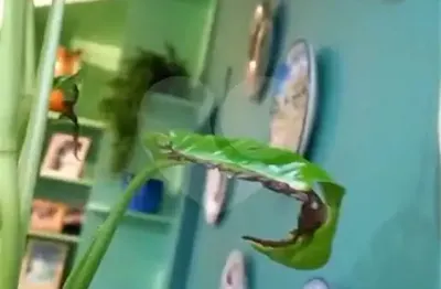 Apartamento com 3 quartos à venda na Rua José de Almeida, Vila Maria, São Paulo