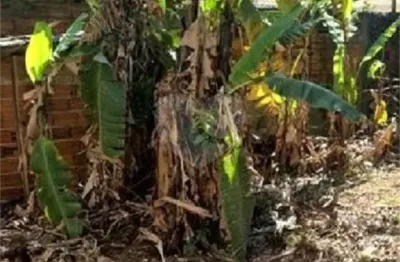Terreno à venda na Rua São Nestor, 115, Tucuruvi, São Paulo