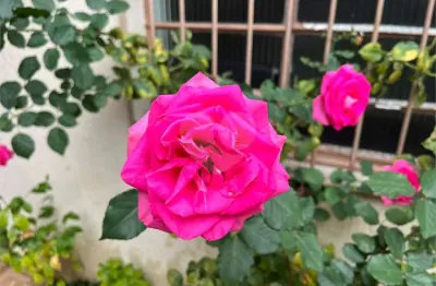 Casa com 3 quartos à venda no Mandaqui, São Paulo 