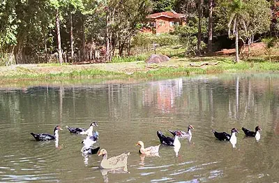 Sítio com casa de 1000 m2 no  parque mira flores  em  itapevi - são paulo